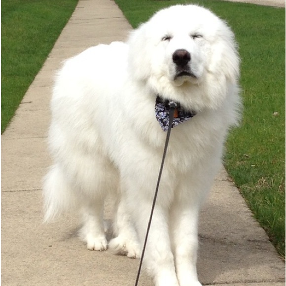 Meet your Posher, Molly - Picture 6 of 8